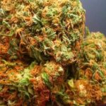 Buy Maui Waui Strain