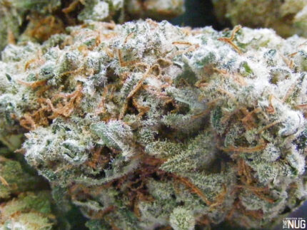 Buy Pineaple Express Strain
