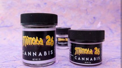 Buy Jungle Boys Mimosa #26