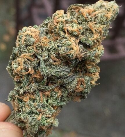 Buy Blue Dream Strain