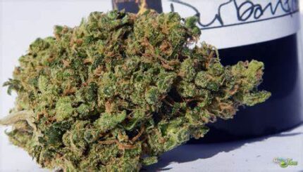 Buy Durban Poison Strain